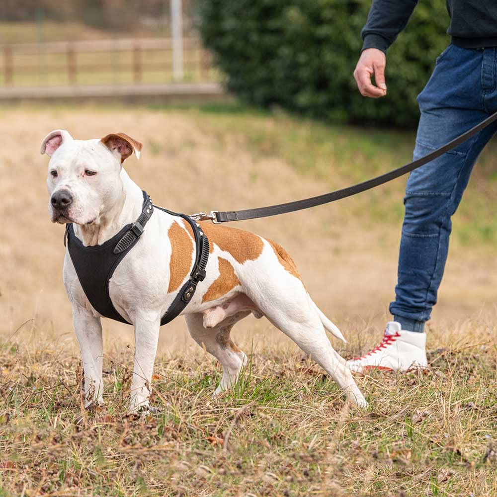 Ferplast Giotto Luxor Adjustable Dog Harness for Medium & Large Dogs (50-70cm & 75-95cm) - Black - Comfortable & Secure Pet Walking Gear for Daily Walks, Hiking & Outdoor Adventures