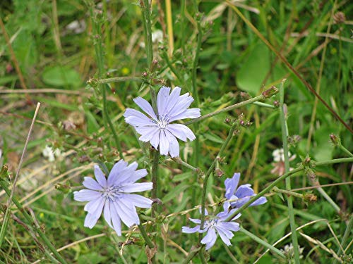 20x30 Inch Laminated Wildflower Nature Poster - Vibrant Blue Meadow Flowers Wall Art for Home & Office Decor - Perfect for Living Room, Bedroom or Classroom
