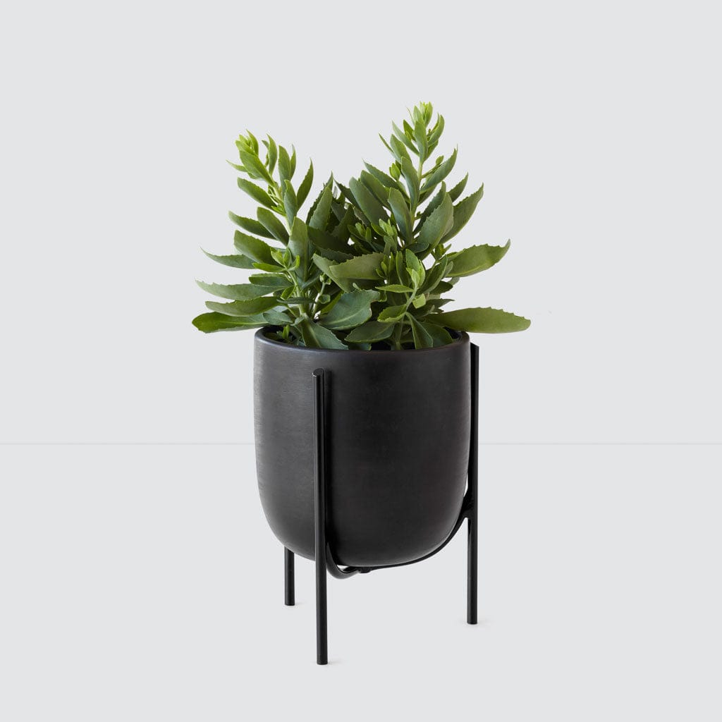 Cantaro Pots - Premium Clay Planters in Multiple Sizes for Indoor & Outdoor Gardening | Perfect for Home Decor, Succulents, Herbs and Flowers