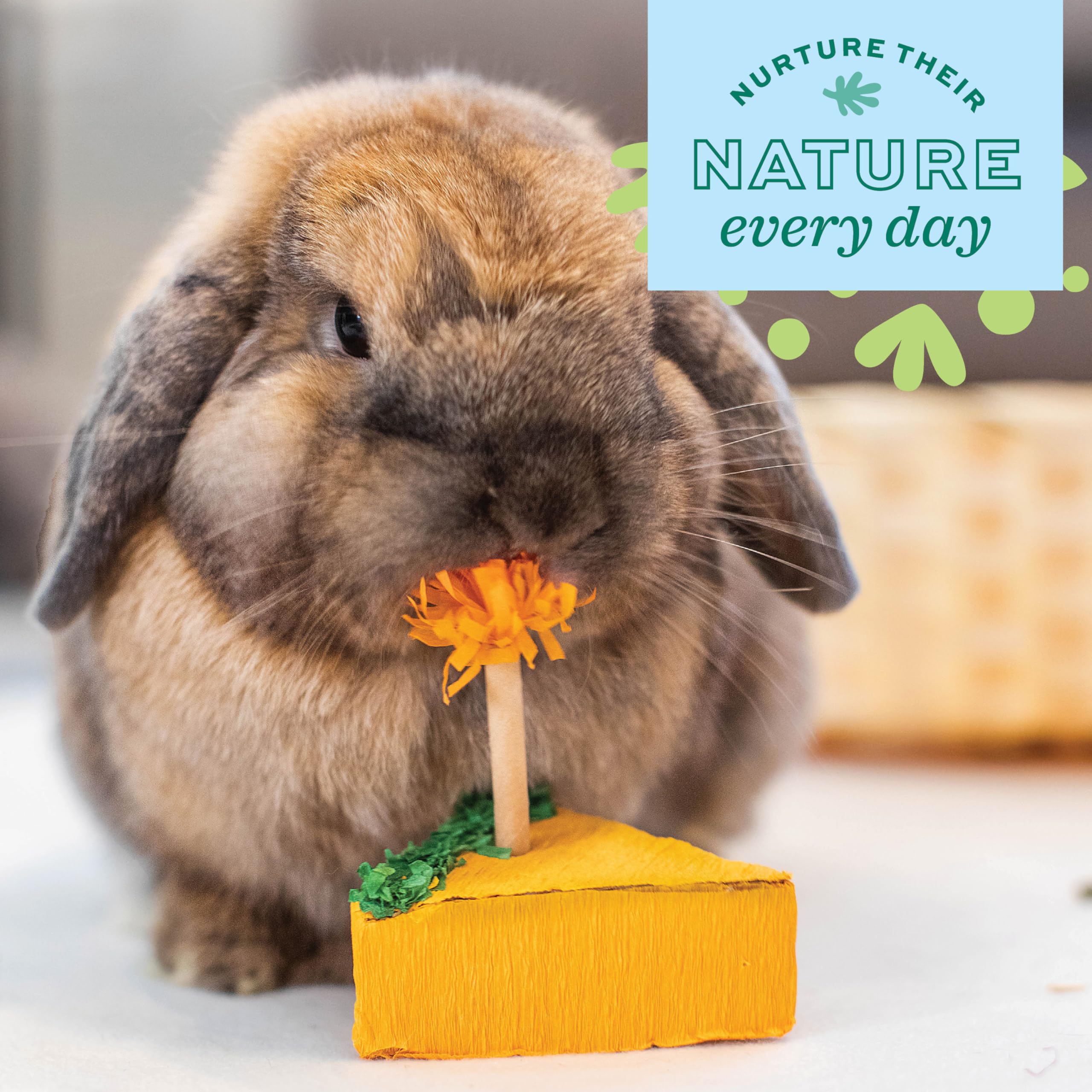 Oxbow Enriched Life Birthday Party Pack - Fun Rabbit Toys & Guinea Pig Toys for Small Pets - Bunny, Hamster, Chinchilla & Rat Cage Accessories - Perfect for Playtime, Enrichment & Special Occasions
