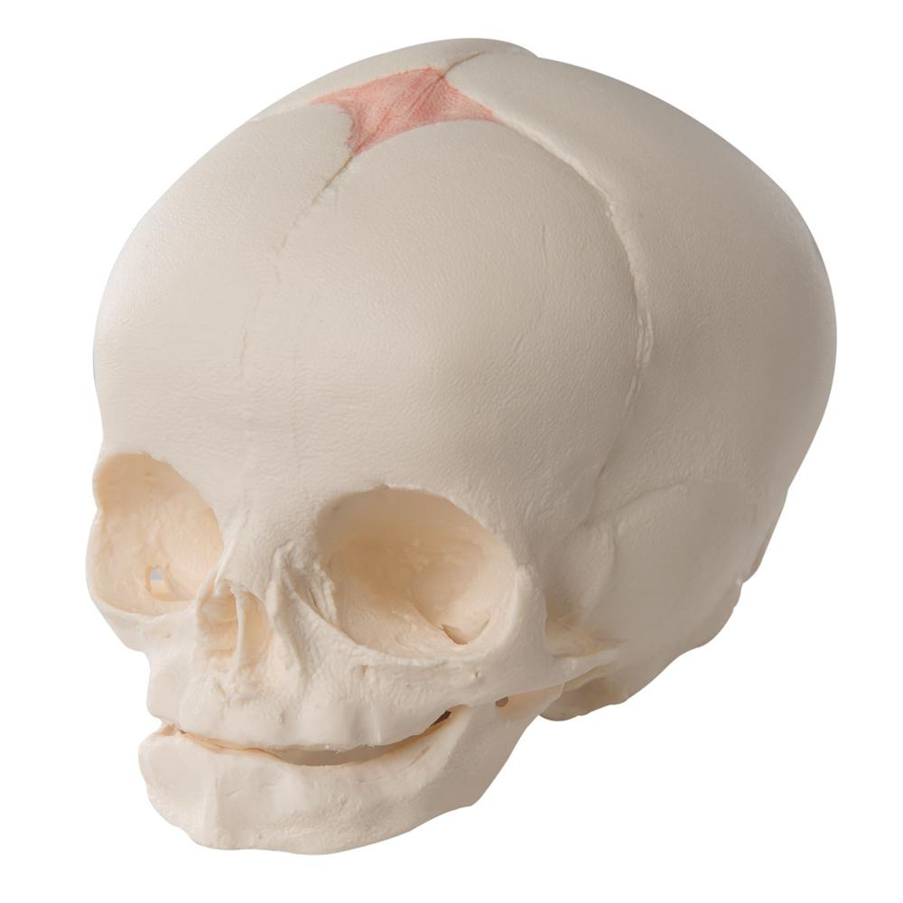 30 Week Fetal Skull Model - Accurate Pregnancy Development Anatomy for Medical Students & Educators | Perfect for Classrooms, Labs & Study