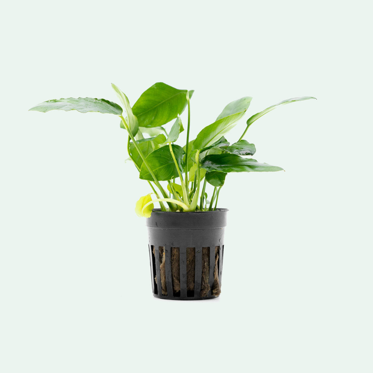 Anubias Paxing Live Aquarium Plant - Easy Care Freshwater Aquatic Plant for Fish Tanks, Aquascaping & Terrariums
