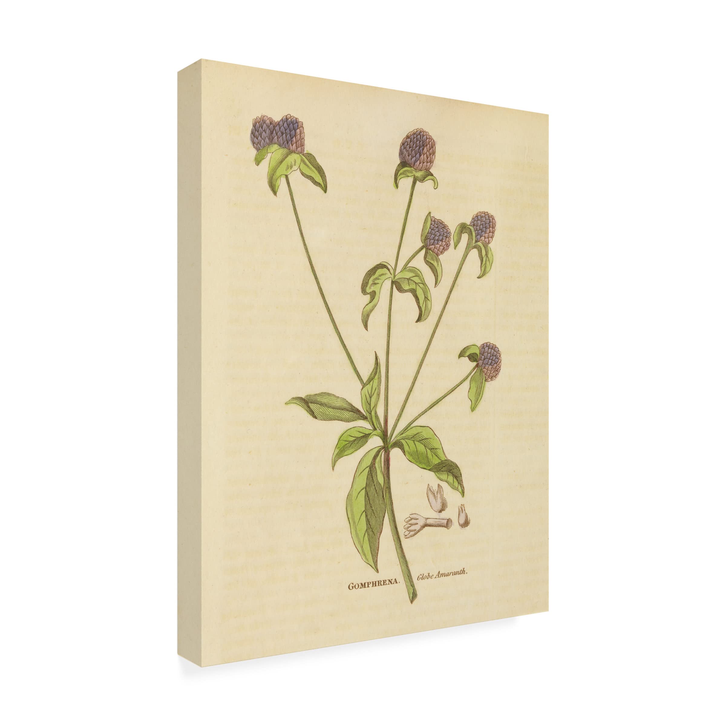 Trademark Fine Art 'Herbal Botanical XXXII' Canvas Wall Art Print by Wild Apple - Nature Inspired Home Decor for Living Room, Bedroom & Office