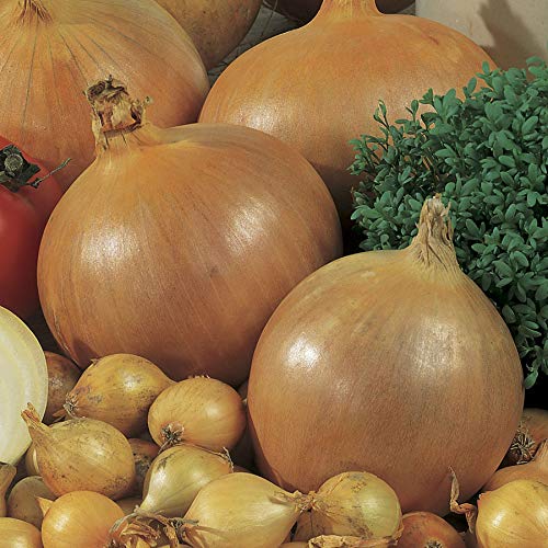 Park Seed Candy Hybrid Onion Seeds - Pack of 200, Easy to Grow, Non-GMO, High Germination Rate for Home Garden - Perfect for Spring Planting, Raised Beds & Container Gardening