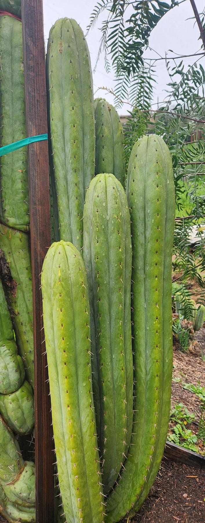 EC240 EXACT Trichocereus Pachanoi Nuestra Bonita Cactus Cutting 8-15 inches | Rare San Pedro Cactus for Home Decor, Garden Landscaping & Spiritual Ceremonies