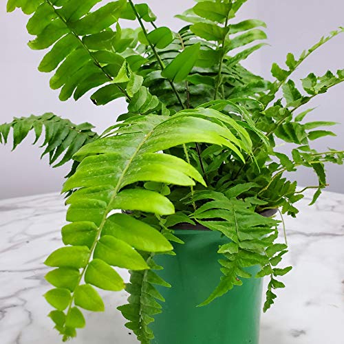 Macho Fern Plant - Live Sword Fern - Easy Care Indoor & Outdoor Tropical Plant - 14