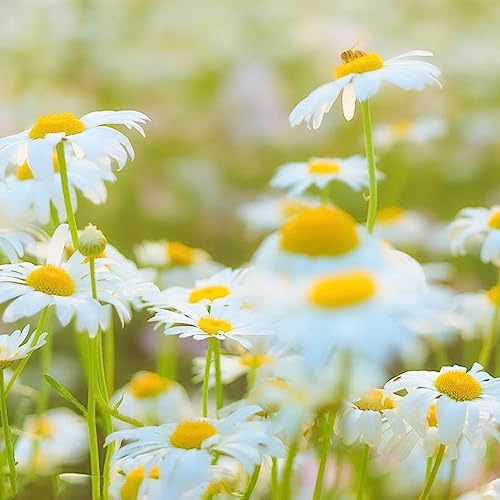 Chamomile