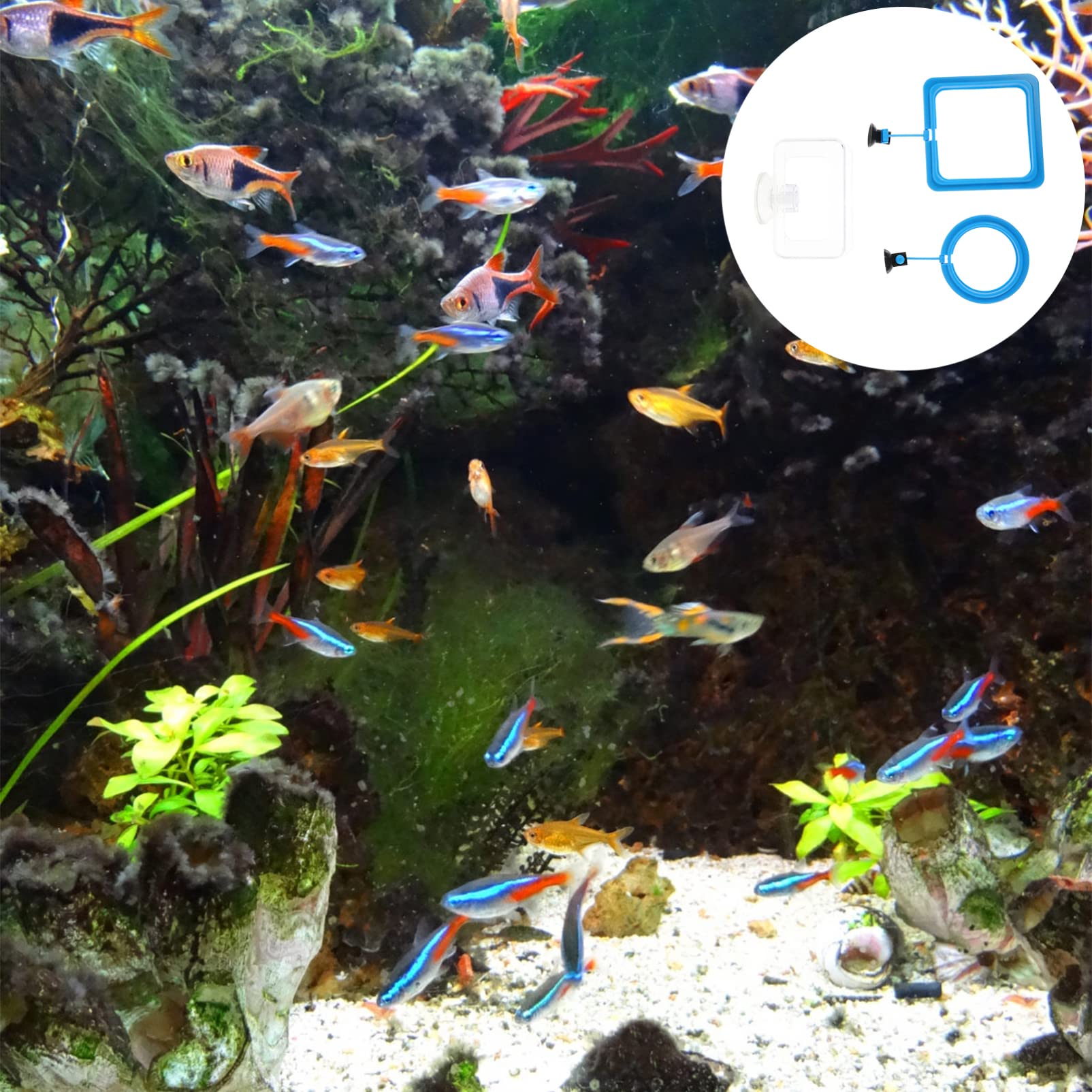 TEHAUX 2-Pack Fish Feeding Ring with Suction Cups - Aquarium Fish Food Dispenser for Round Fish Tanks - Perfect for Feeding Goldfish, Betta, and Tropical Fish in Home or Office Aquariums