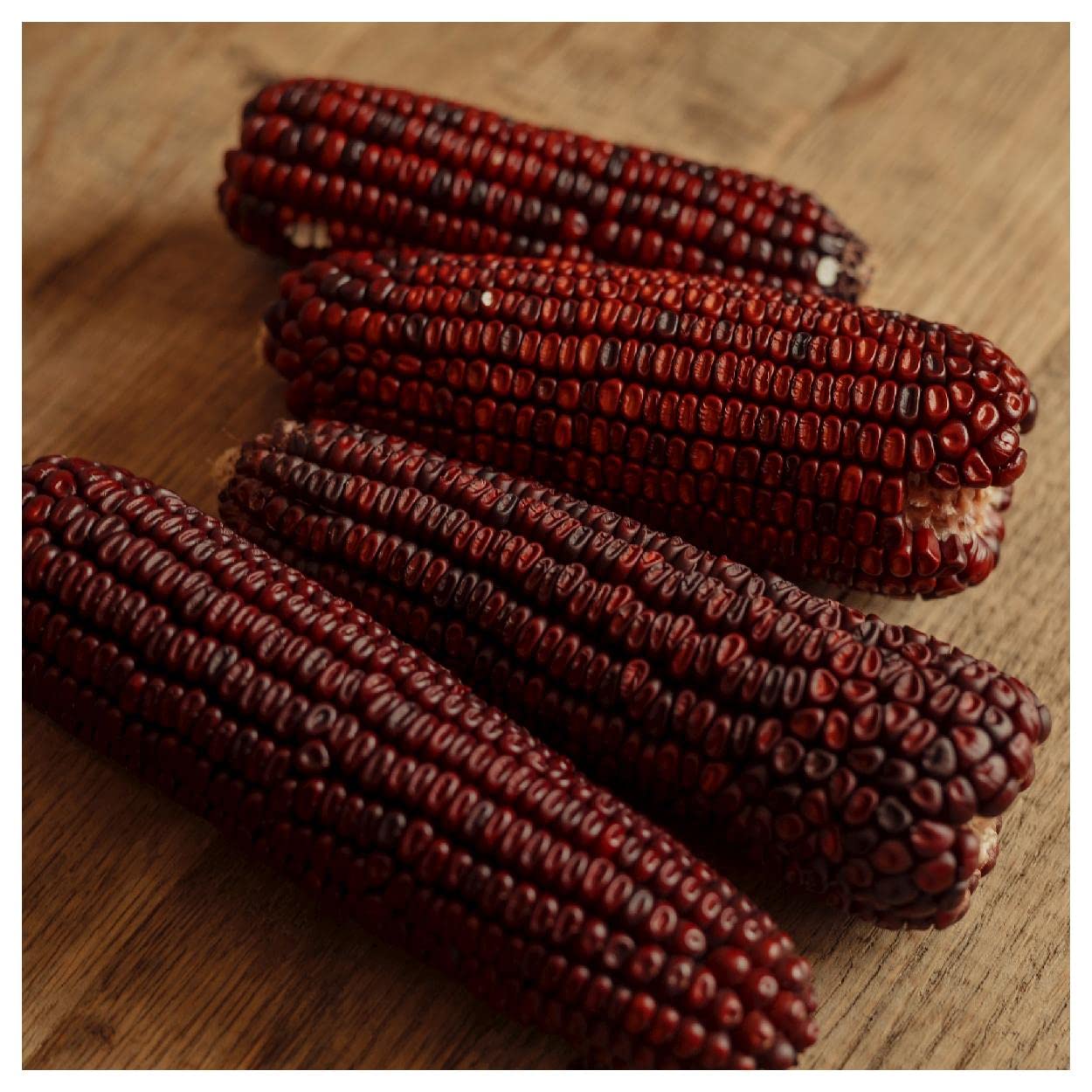 Organic Bloody Butcher Ornamental Corn Seeds (1 Oz) - Non-GMO Heirloom Seeds for Gardening, Landscaping & Fall Decor - Gold Vault Packet by Everwilde Farms
