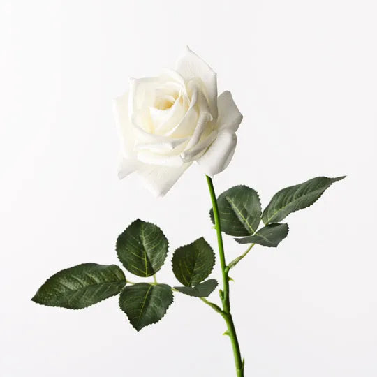 Kim Rose White - Premium Quality Rose for Home Decor, Wedding Bouquets & Special Occasions