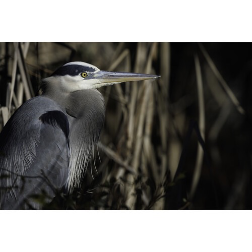 Canon RF 800mm f/5.6 L IS USM Super Telephoto Lens for Wildlife & Sports Photography - Professional DSLR Camera Lens with Image Stabilization & Ultra Sonic Motor