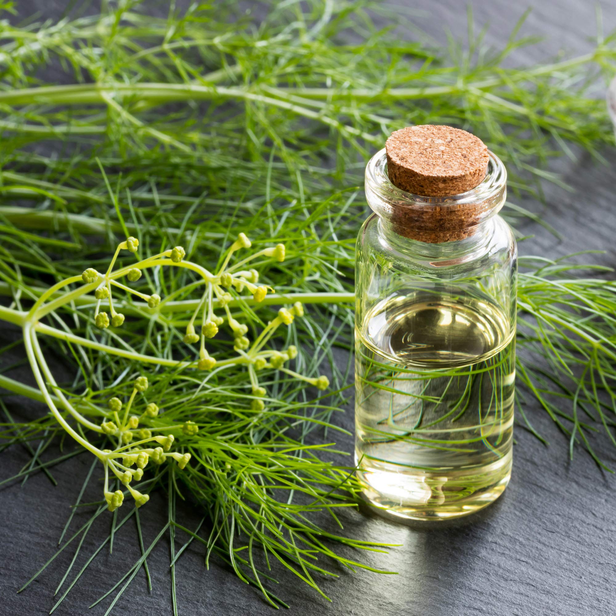 Outsidepride 1/4 lb. Fennel Herb Seeds (Foeniculum Vulgare) - Non-GMO Annual Garden Seeds for Planting - Perfect for Herb Gardens, Culinary Use & Landscaping