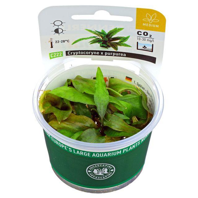 Dennerle Cryptocoryne x Purpurea TC Live Aquarium Plant - Easy Low Light Aquatic Plant for Fish Tanks, Aquascaping & Freshwater Aquariums