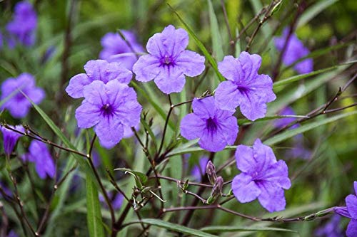 6 Pack Mexican Petunia Live Plants - Purple Ruellia for Indoor & Outdoor Gardening - Perfect for Landscaping, Borders, and Container Gardens
