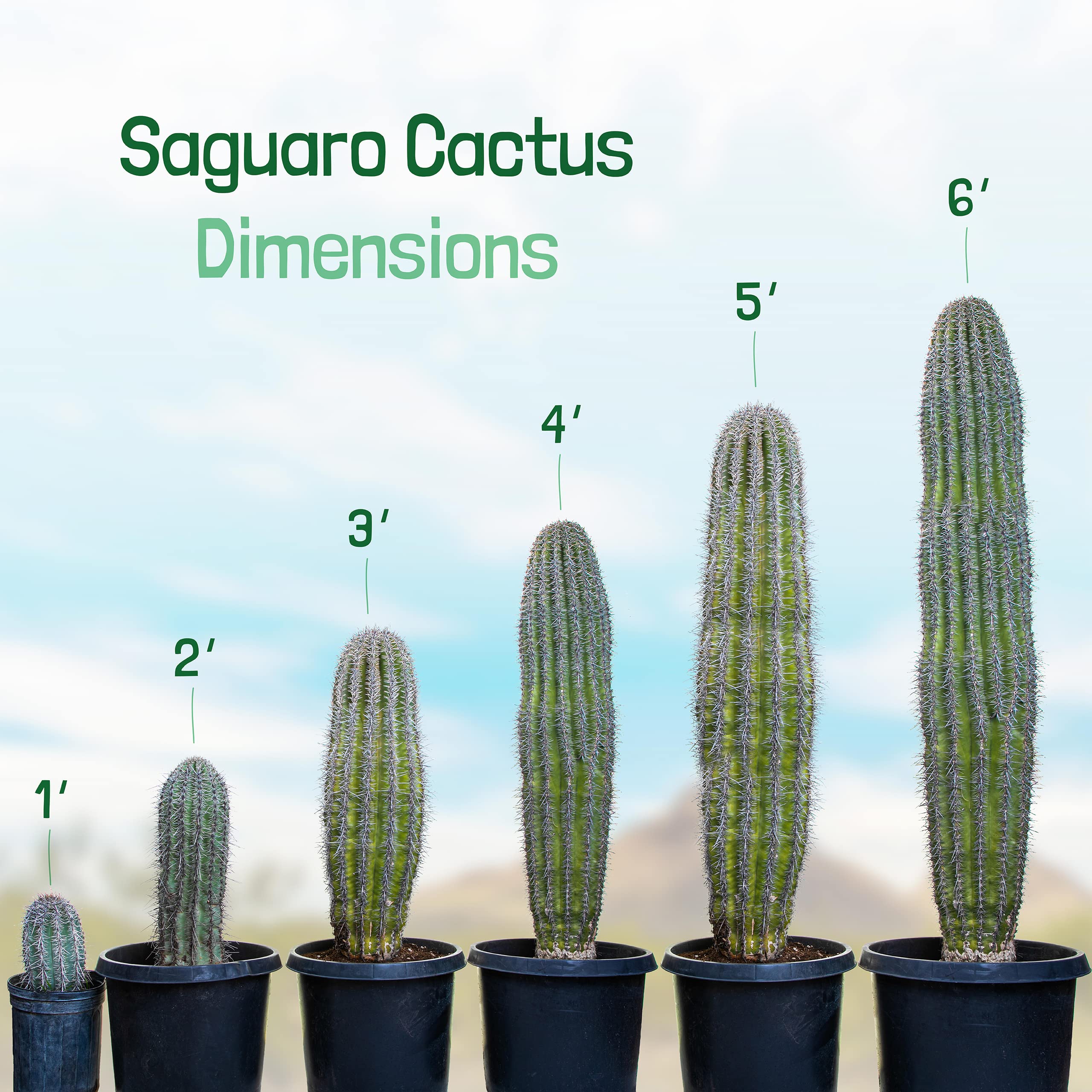 Live Saguaro Cactus Plant - 3 Feet Tall Large Outdoor Cactus for Desert Landscaping & Xeriscape Gardens | Drought-Tolerant Succulent for Home Decor, Office, or Patio