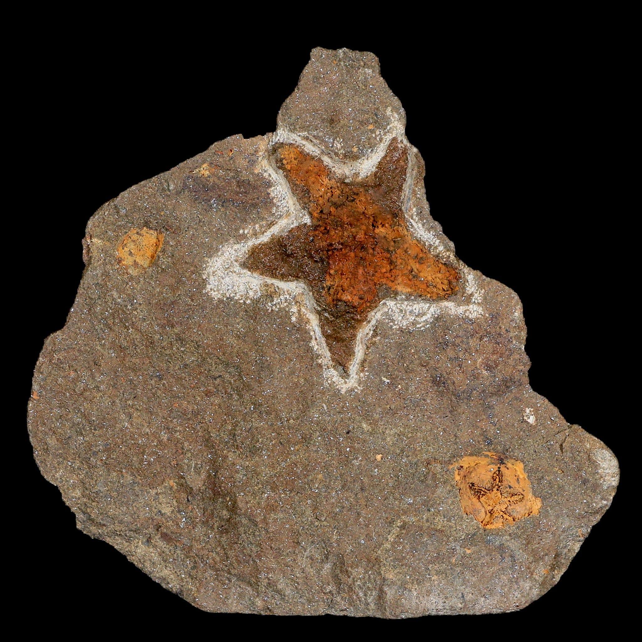 32MM Brittlestar Petraster Starfish Fossil - Ordovician Age Blekus Morocco with COA - Perfect for Collectors, Home Decor & Educational Displays