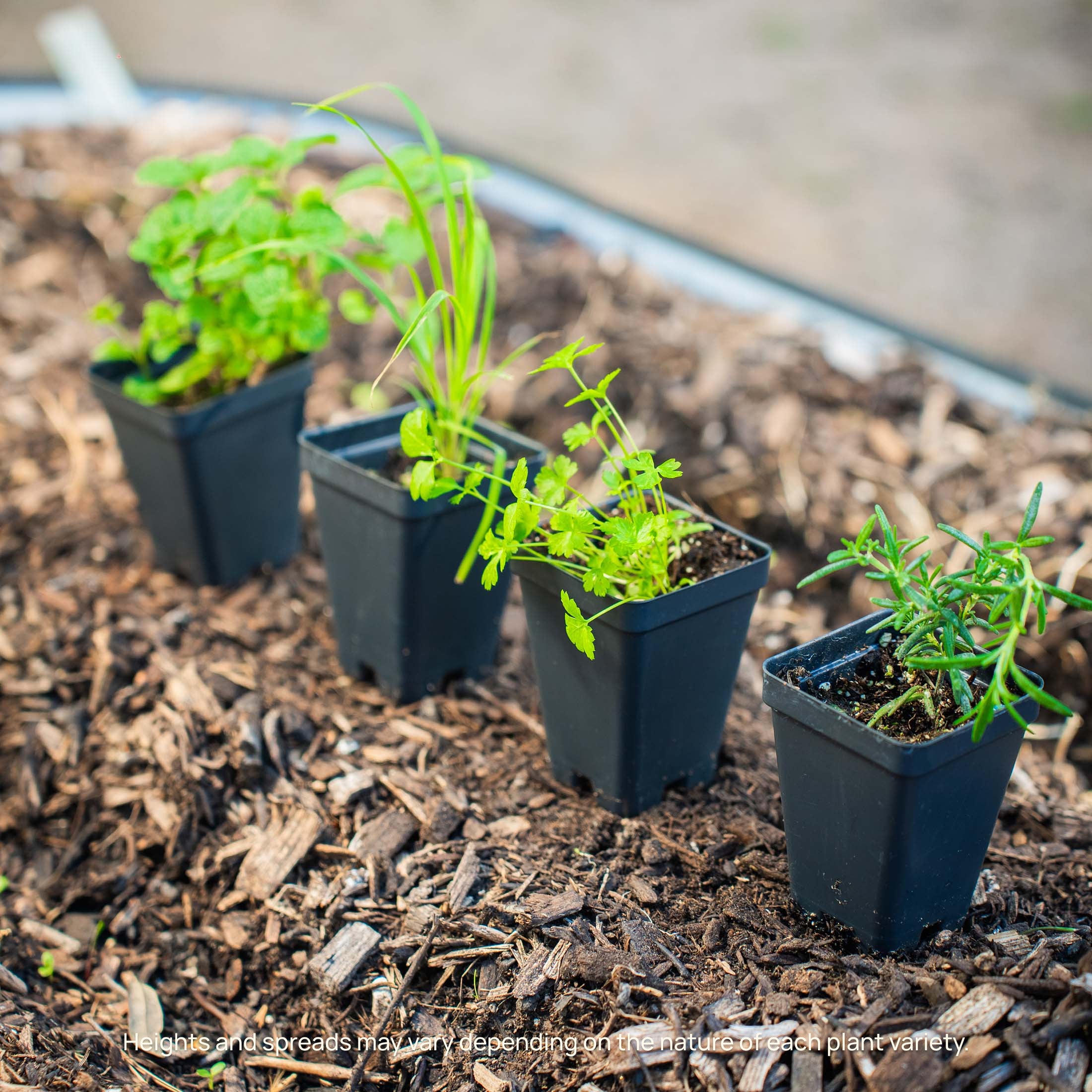 Organic Italian Flat Leaf Parsley Seedlings - Fresh Herb Plants for Cooking, Gardening & Indoor Herb Gardens - Perfect for Italian Recipes, Soups & Salads