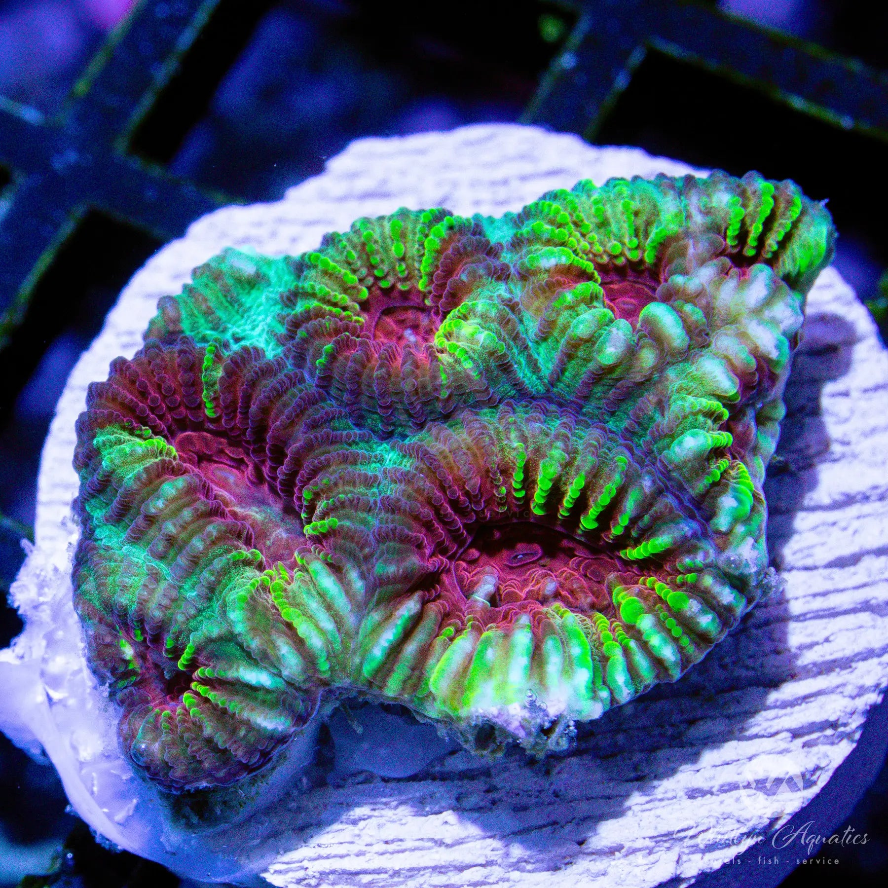 B33 WA Red Alert Favia Coral - Premium WYSIWYG Live Coral for Saltwater Aquariums | Perfect for Reef Tanks and Coral Displays