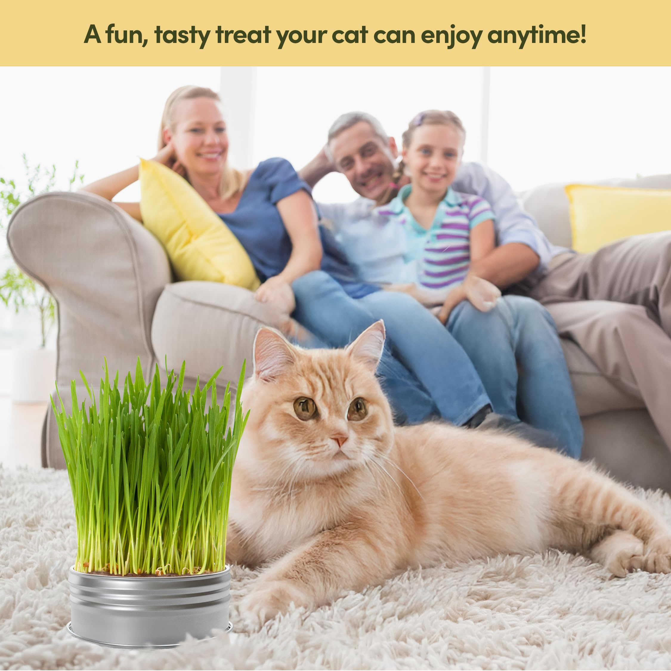Organic Cat Grass Growing Kit for Indoor Cats - 3 Pack with Premium Seeds & Soil - Healthy Pet Grass Planter for Digestive Health - Perfect Gift for Cat Lovers (Use for Play, Digestion & Stress Relief)