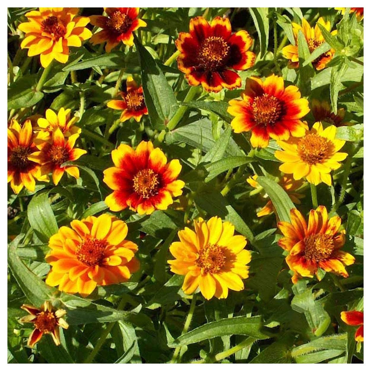 500 Persian Carpet Zinnia Wildflower Seeds - Premium Gold Vault Jumbo Seed Packet for Home Gardening, Landscaping & Pollinator Gardens - Everwilde Farms Non-GMO Flower Seeds