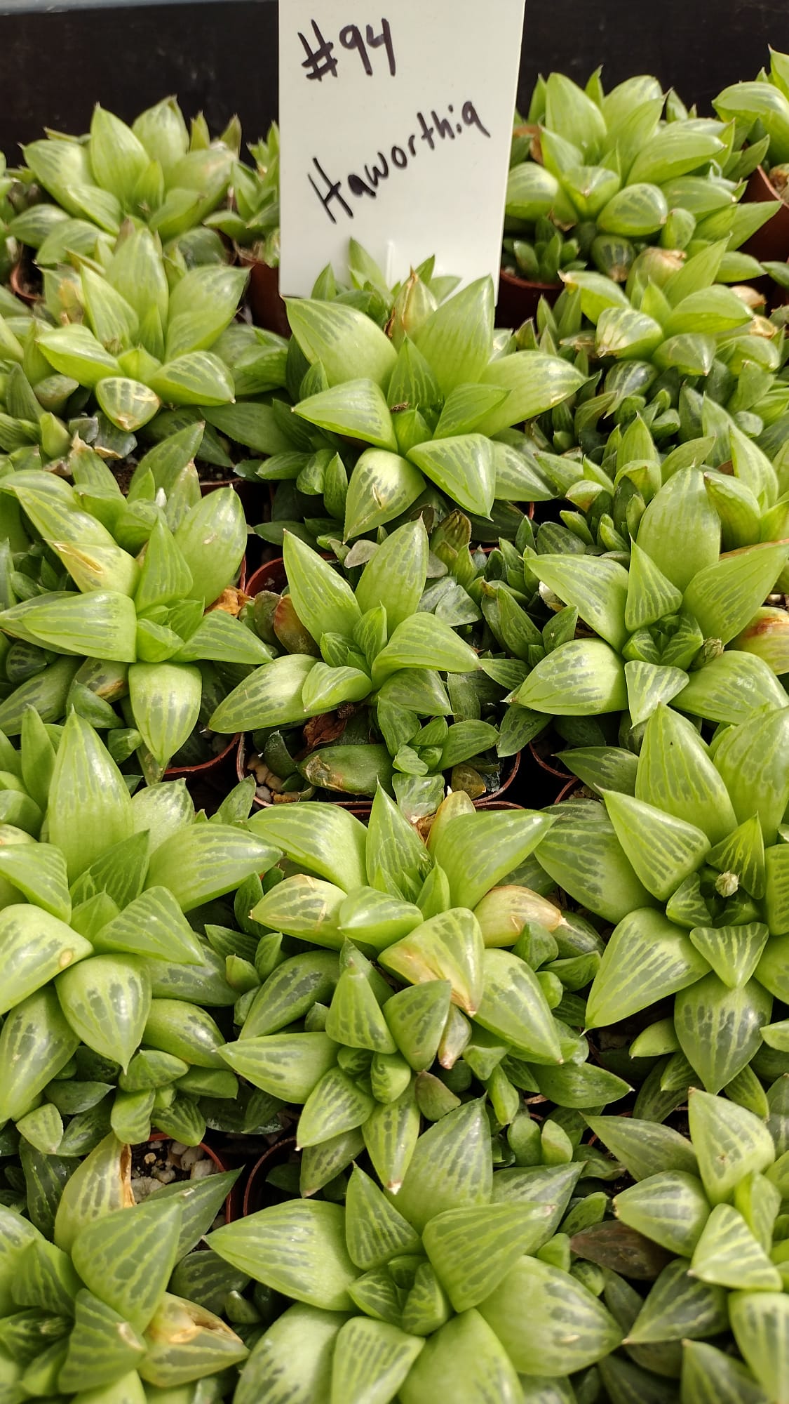 Haworthia Succulent Plants - Live Indoor Succulents for Home, Office, and Garden Decor - Perfect for Terrariums, Wedding Favors, and Gift Giving