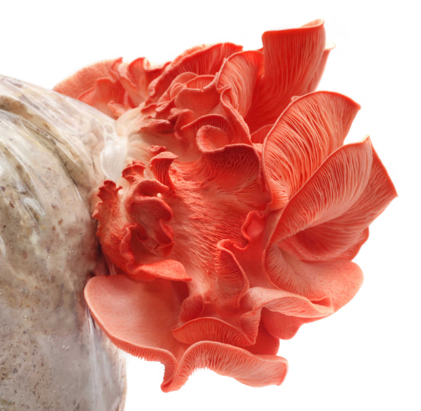 Premium Pink Oyster Mushroom Growing Kit - Midwest 5lb All-in-One Mushroom Cultivation Kit for Home Growers | Perfect for Indoor Gardening, Organic Farming & Gourmet Cooking