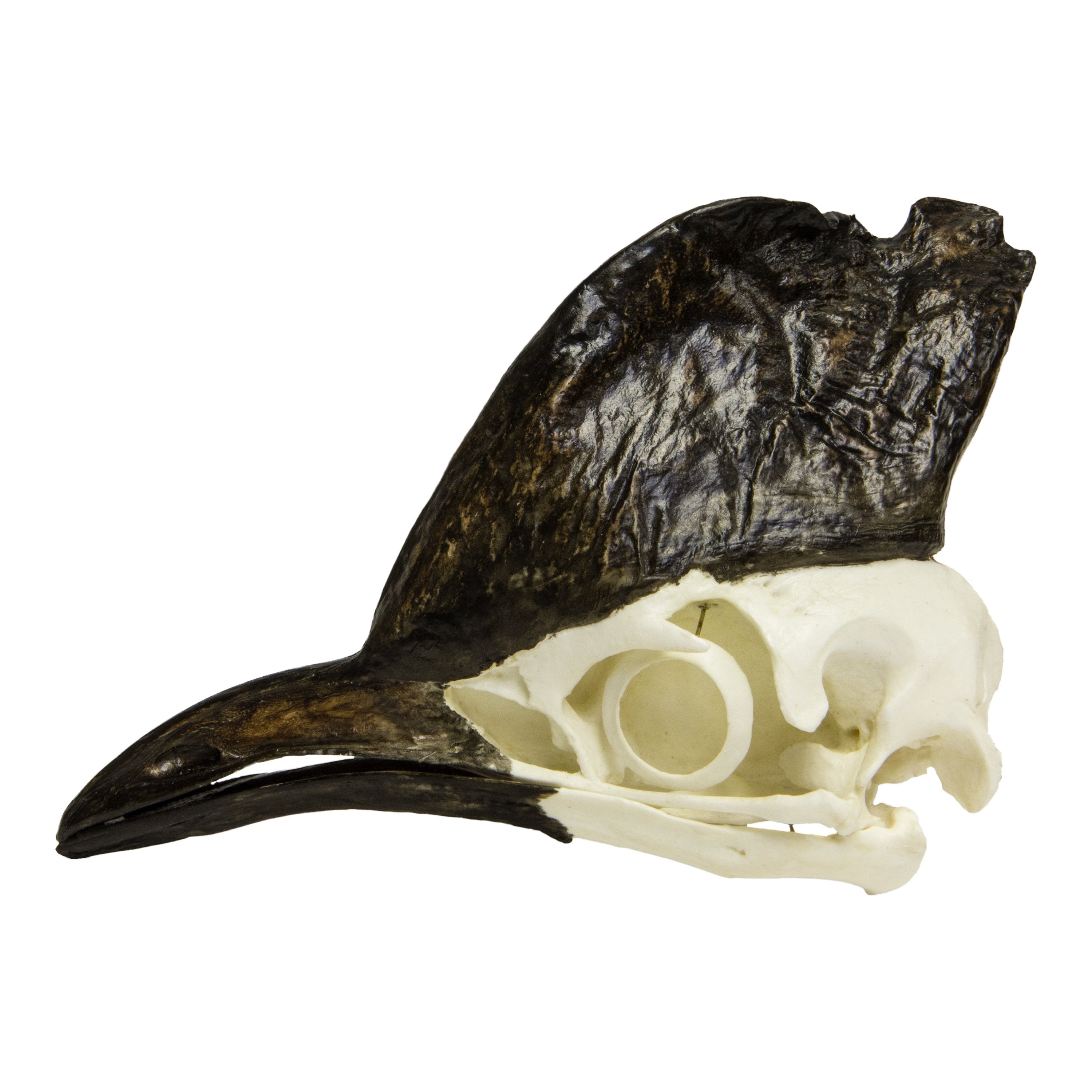 Authentic Replica Cassowary Skull - Lifelike Bird Skull Model for Home Decor, Halloween Props, and Educational Displays