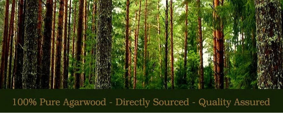 Premium Purest Dahn Al Oud Assam - Grade A+ Indian Forest Oudh | All Sizes Available | Best Selling Fragrance Oil for Meditation, Aromatherapy & Luxury Perfume Making