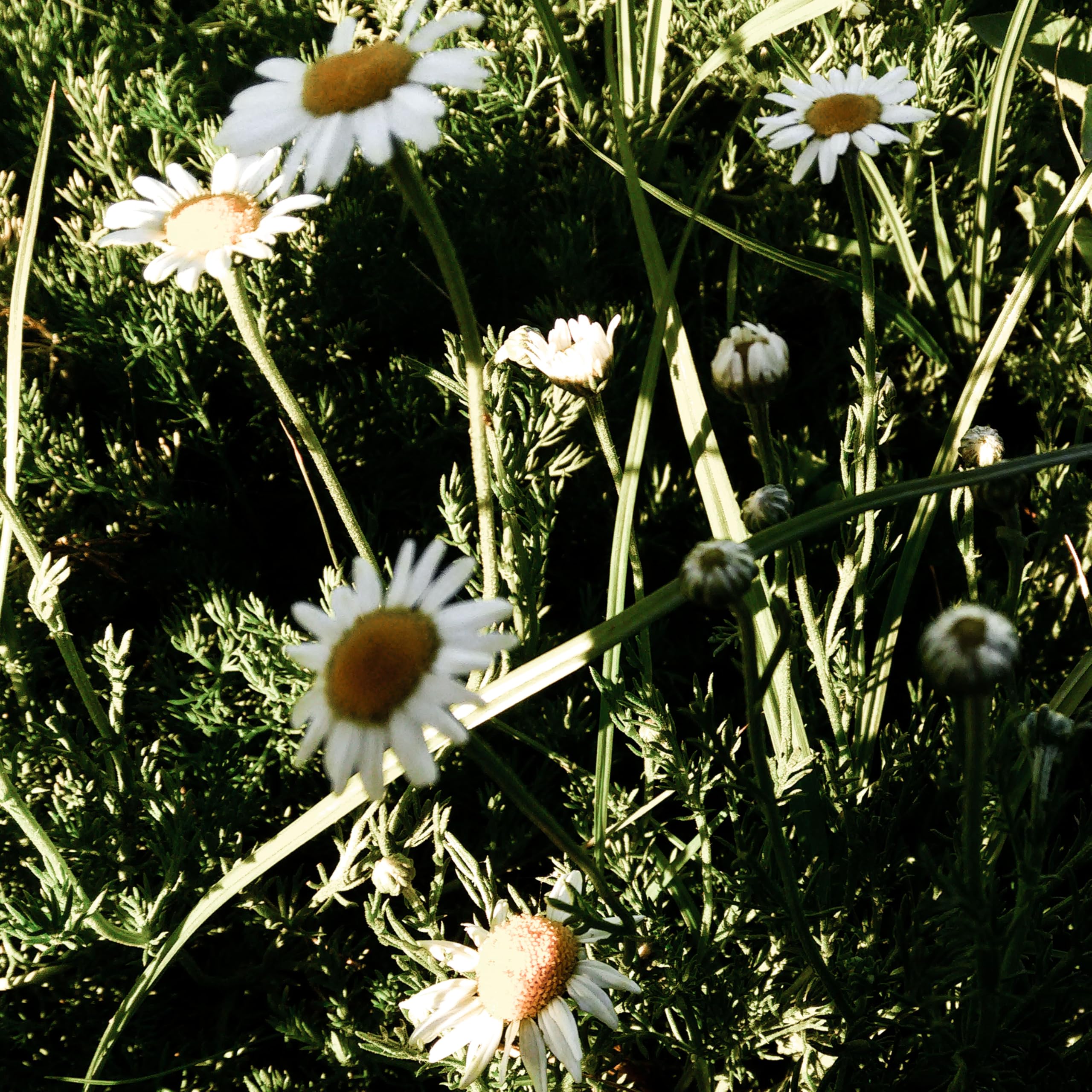 Organic Roman Chamomile Seeds - 1000 Heirloom Non-GMO Flower Seeds for Planting | Gardening Supplies for Herb Garden, Wildflower Meadow & Outdoor Planting | Perfect for Tea Making, Aromatherapy & Natural Remedies - Grown in USA