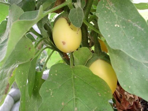 30 Easter Egg Plant Seeds (Solanum Ovigerum) - Ornamental Eggplant for Home Garden, Easter Decor & Unique Gifts - Perfect for Indoor Pots, Outdoor Planting & Holiday Displays