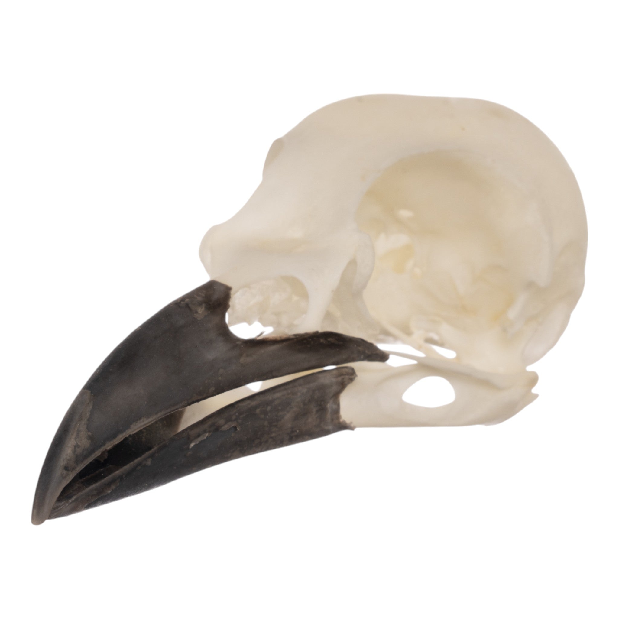 Real Eurasian Magpie Skull - Taxidermy Bird Skull for Collectors & Oddity Decor - Perfect for Gothic Home Decor, Halloween Props & Science Education