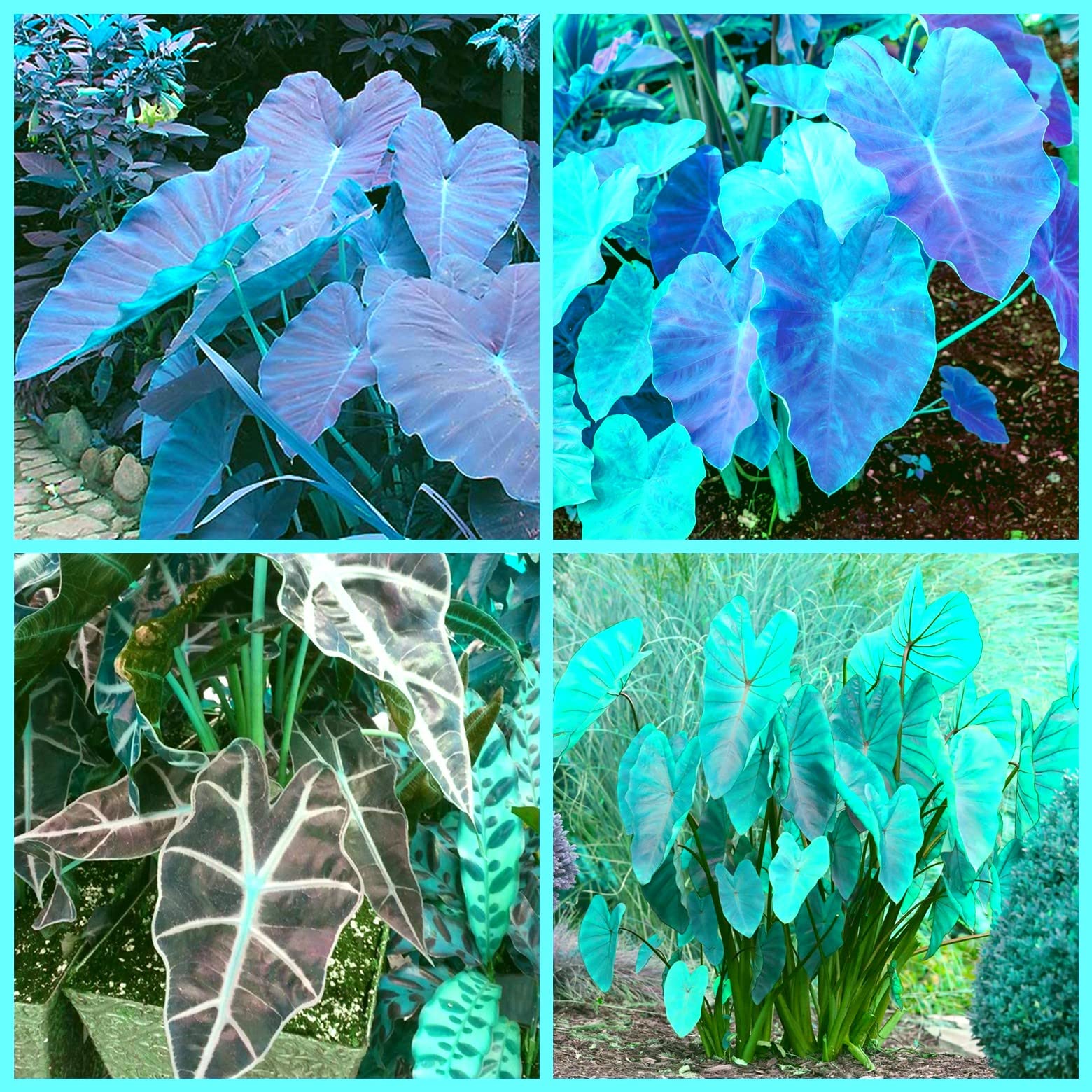 Premium Elephant Ear Bulbs for Planting - 2 Pack Exotic Tropical Flower Tubers for Fall or Spring Gardening - Perfect for Pots, Cut Flowers & Landscaping - Enhance Your Garden, Patio or Indoor Decor