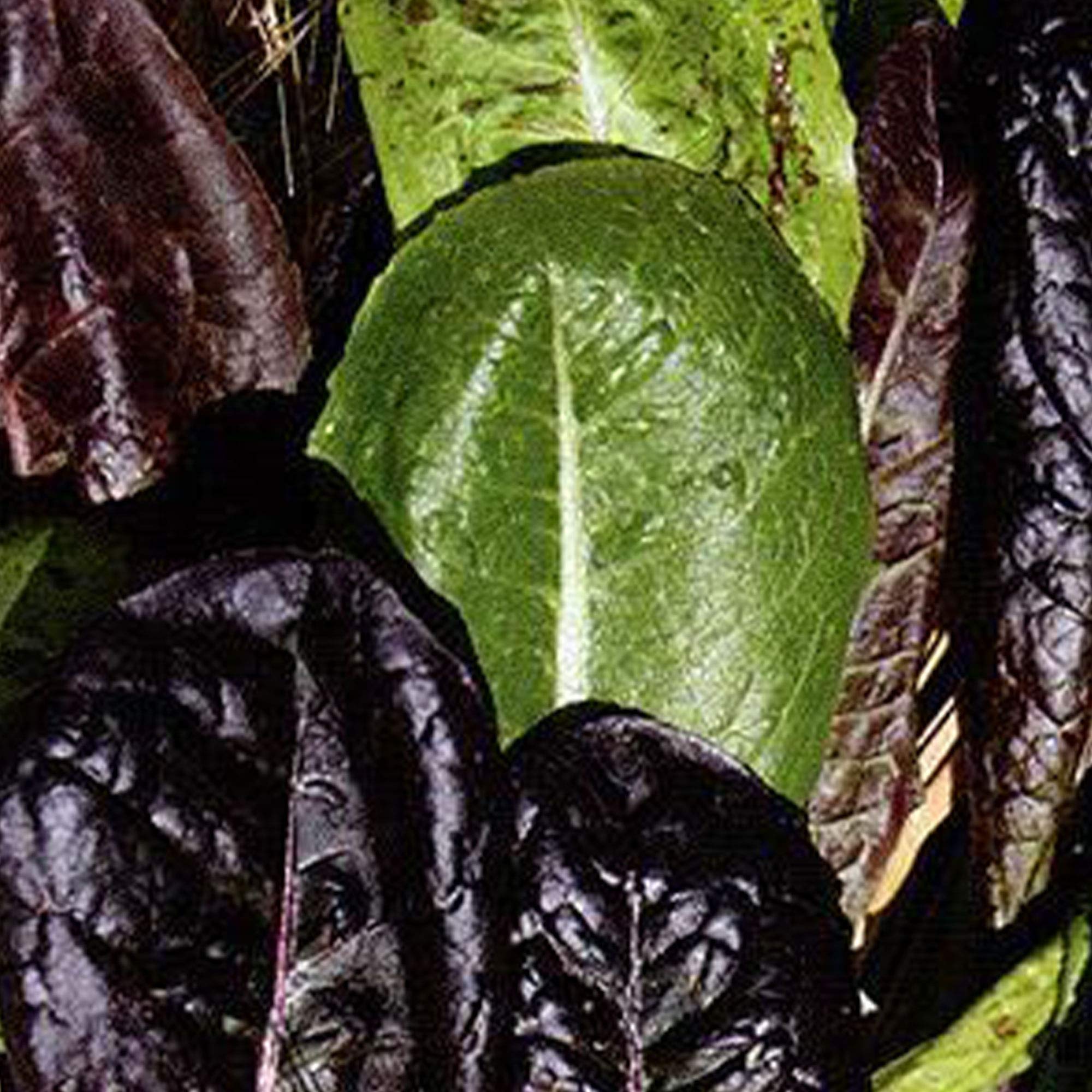 Organic Tricolor Romaine Lettuce Seeds - 1oz (25,000 Seeds) | Non-GMO for Home Gardening