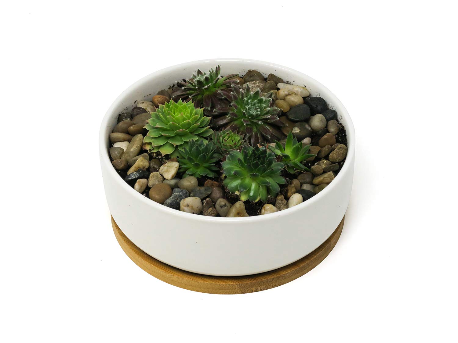 6 Inch White Ceramic Succulent Planter with Drainage Hole & Bamboo Saucer - Shallow Plant Pot for Indoor Plants, Home Decor, Office Desk Decor
