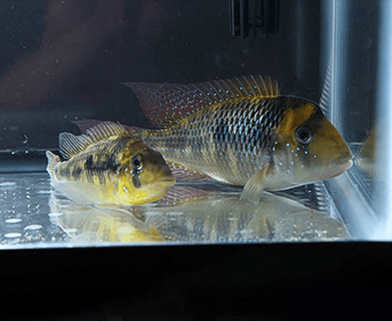 Gymnogeophagus Gymnogenys Cichlid Fish - Live Aquarium Fish for Freshwater Tanks | Perfect for Aquascaping & Community Tanks