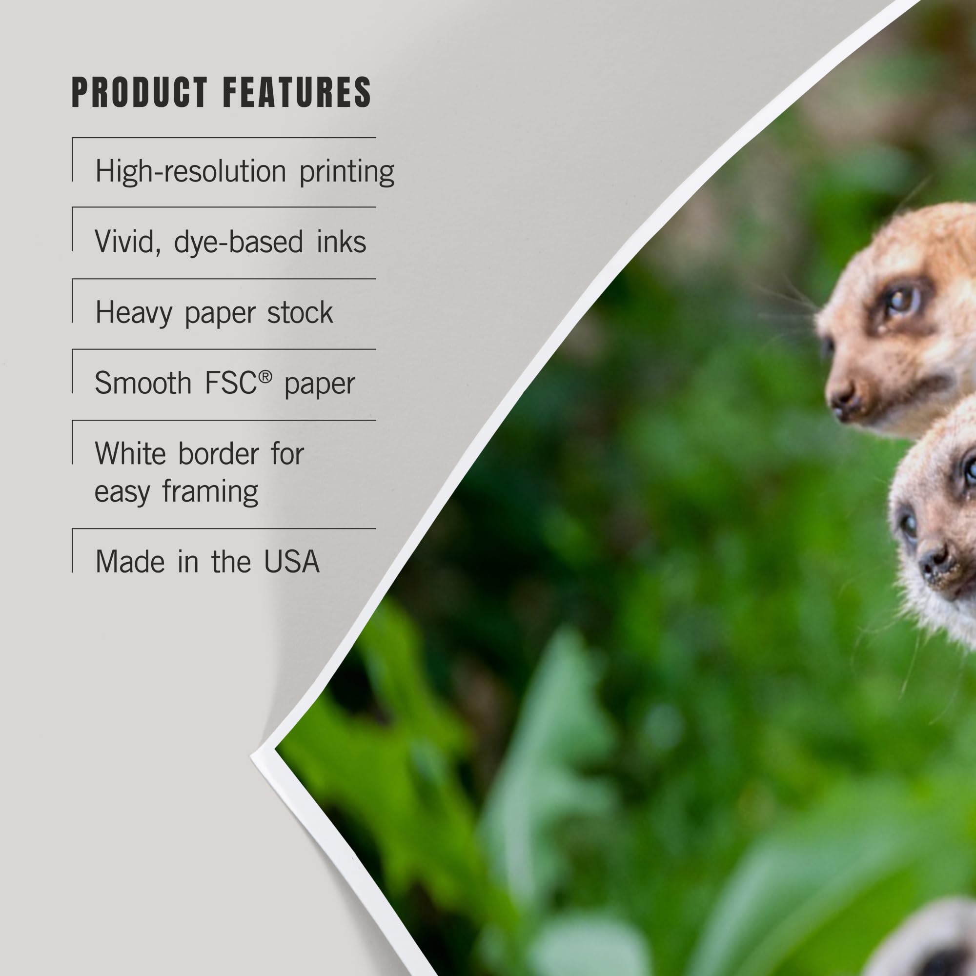 Lantern Press 12x18 Inch Meerkats Art Print - Premium Wall Decor for Living Room, Bedroom & Office - Wildlife Animal Photography Poster