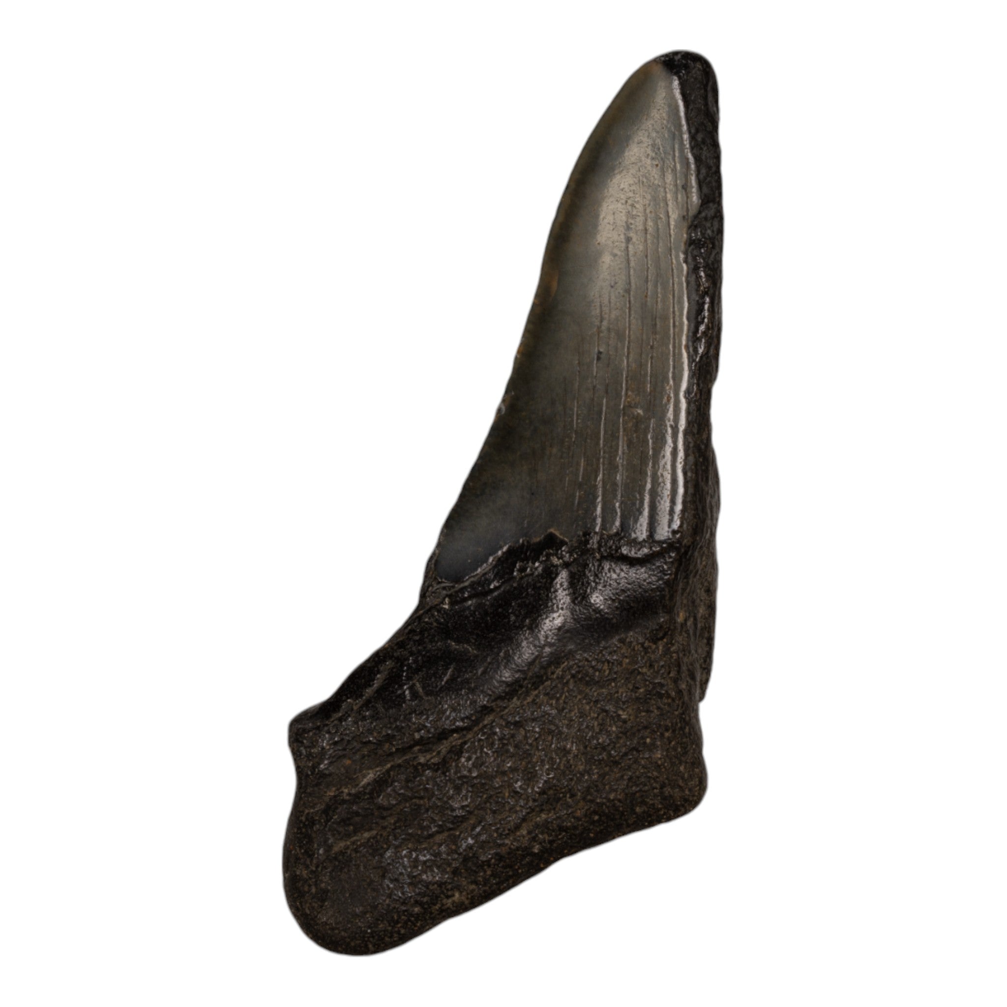 Genuine Megalodon Shark Tooth Fossil - Authentic Half Tooth Specimen for Collectors, Paleontology Enthusiasts & Home Decor | Perfect for Display Cases, Educational Projects & Unique Gifts