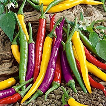 **Cayenne Pepper Hot Mix Seeds - Fiery Blend of Red, Yellow, Purple, Green & Orange Peppers (100 Seeds) - Perfect for Spicy Cooking, Home Gardens & DIY Hot Sauces**