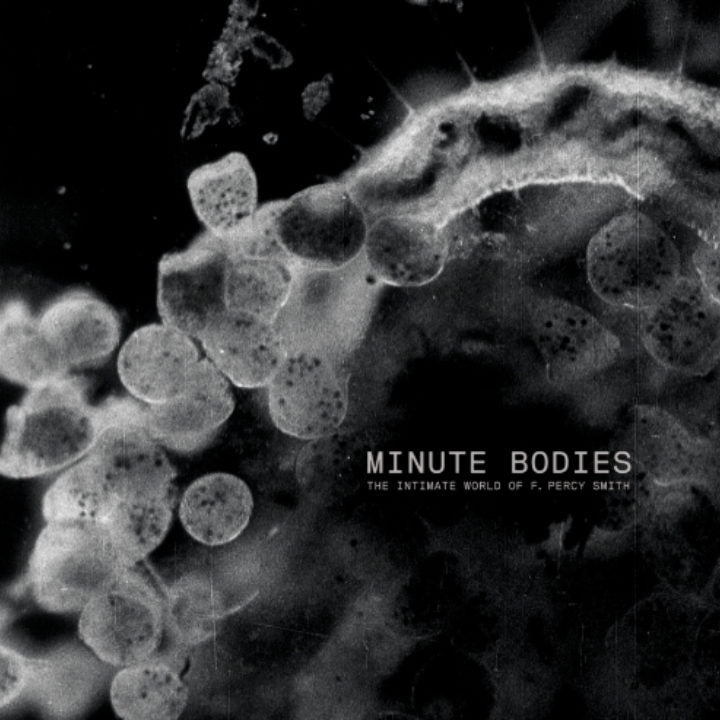 Tindersticks Minute Bodies - Premium Quality for Everyday Use | Perfect for Home, Office & Travel