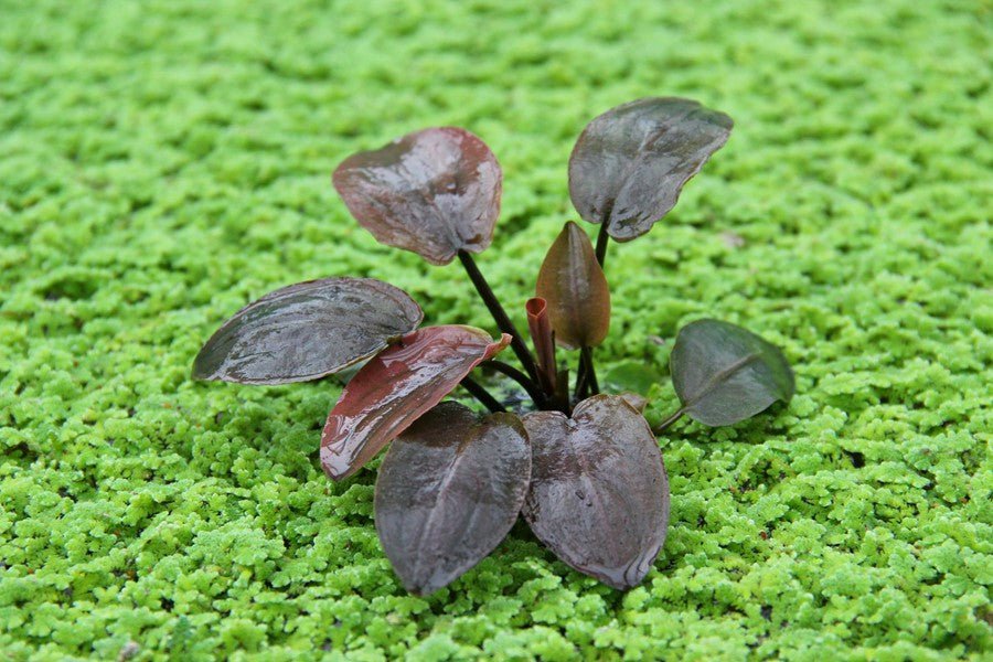 Dennerle Lagenandra Meeboldii 'Red' - Rare Red Aquarium Plant for Fish Tanks | Perfect for Aquascaping & Tropical Freshwater Aquariums