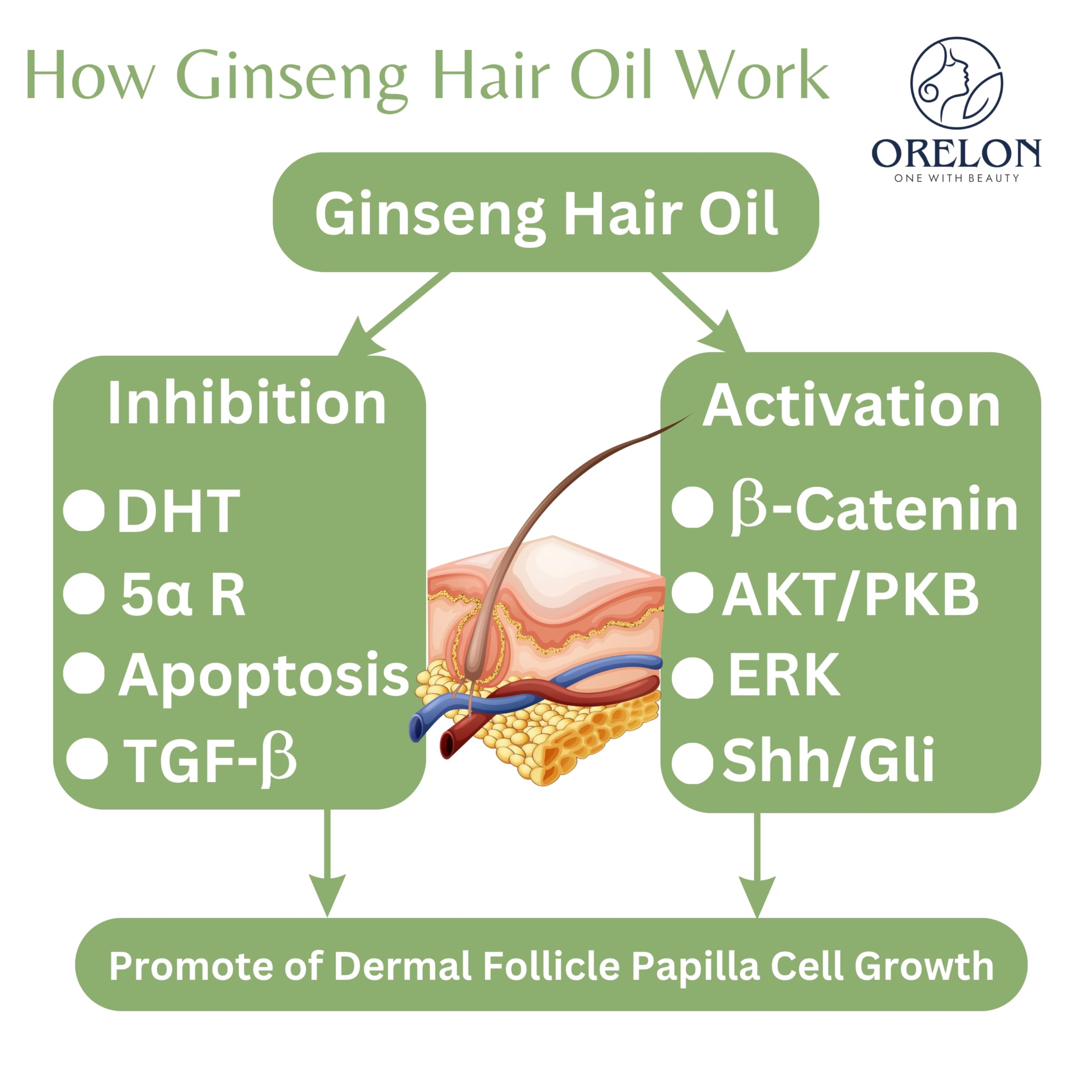 ORELON Ginseng Hair Oil for Hair Fall Control & Regrowth | Natural DHT Blocker with Rosemary & Bhringraj Oil | Promotes Thicker, Healthier Hair for Women & Men (100ml) | Perfect for Daily Scalp Massage & Hair Care Routine