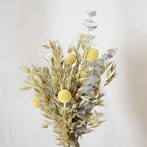 150pcs Natural Dried Oat Ear Bouquets - Rustic Dried Flower Arrangements for Wedding Centerpieces, Home Decor & Farmhouse Style Decorations