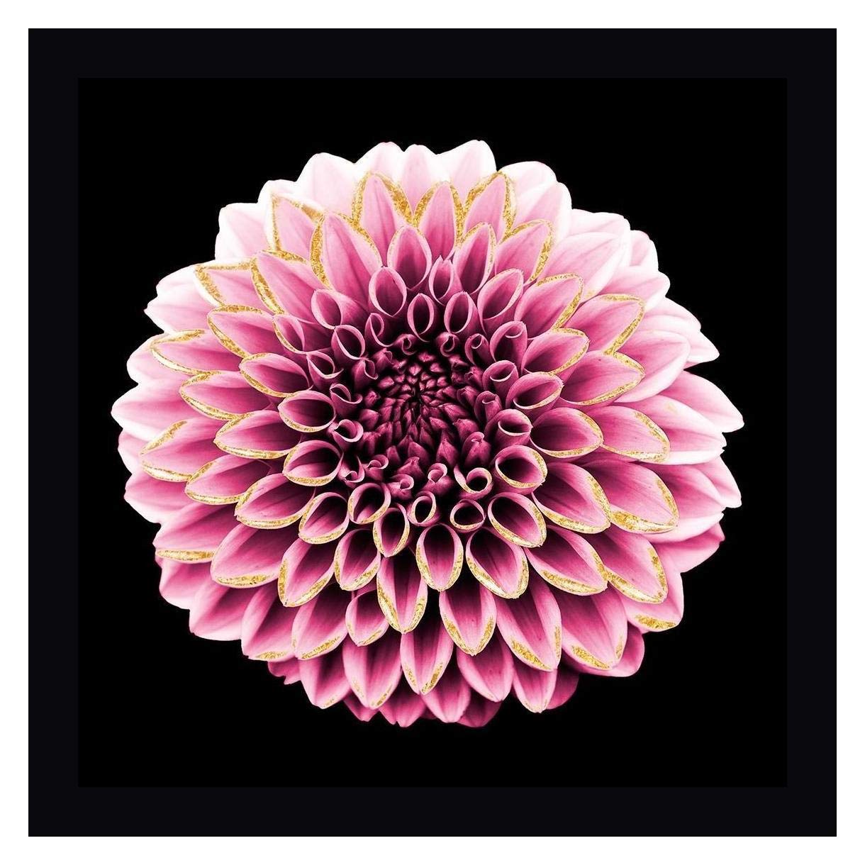 Marcus Prime Dahlia Embrace 1 - 24x24 Inch Framed Canvas Wall Art Print with Black Wood Frame - Ready to Hang for Living Room, Bedroom & Office Decor
