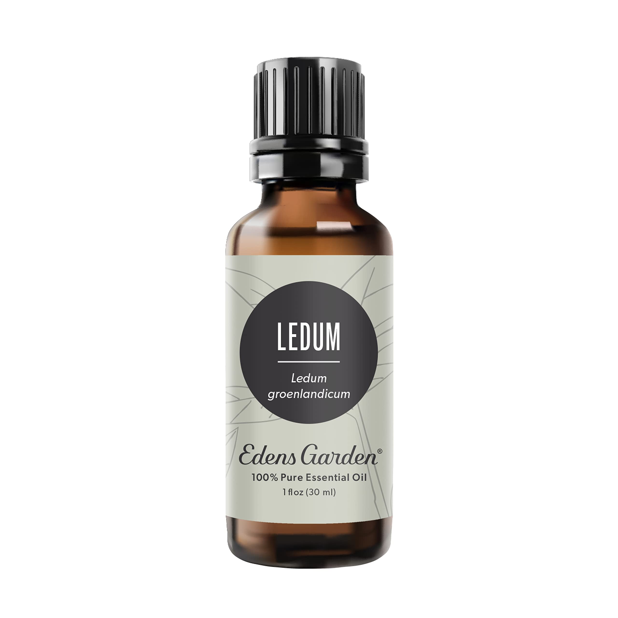 Edens Garden Ledum Essential Oil - 100% Pure Undiluted Therapeutic Grade for Aromatherapy, Diffusers, Skin & Hair Care, Humidifiers - 30ml (1 fl oz) | Natural Relaxation & Wellness Solution for Home Spa, Massage & Stress Relief