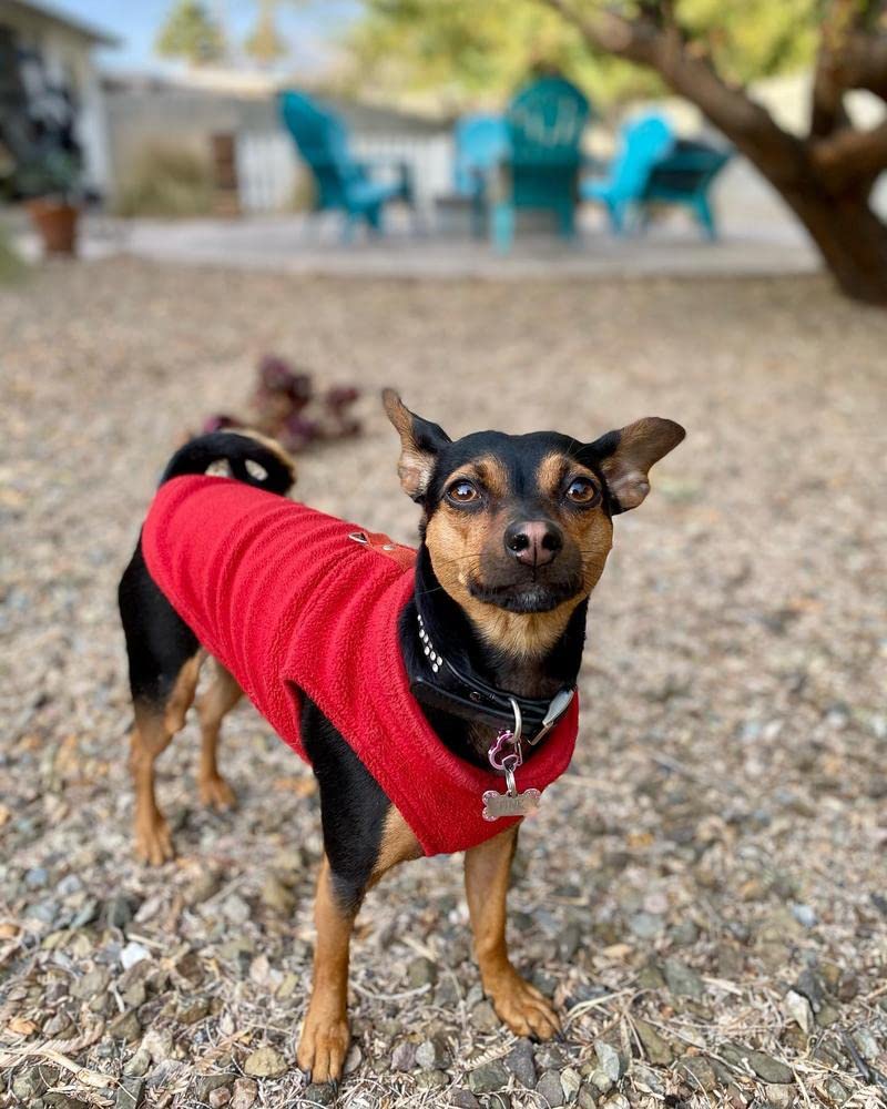 Gooby Fleece Vest Dog Sweater - Red, Medium - Warm Pullover Fleece Jacket for Small Dogs with O-Ring Leash - Winter Dog Coat for Cold Weather - Perfect for Small Breed Dogs (Boy or Girl) - Ideal for Outdoor Walks, Winter Adventures & Indoor Cozy Time