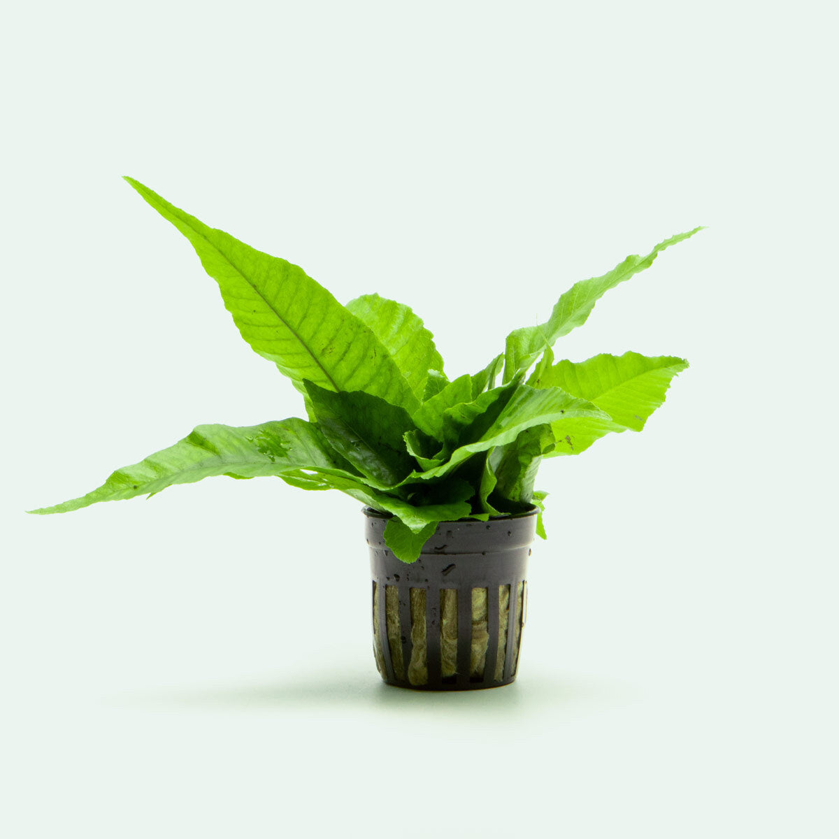 Bolbitis Heteroclita Aquatic Plant for Aquariums - Perfect for Freshwater Fish Tanks, Aquascaping & Low-Light Aquarium Decor
