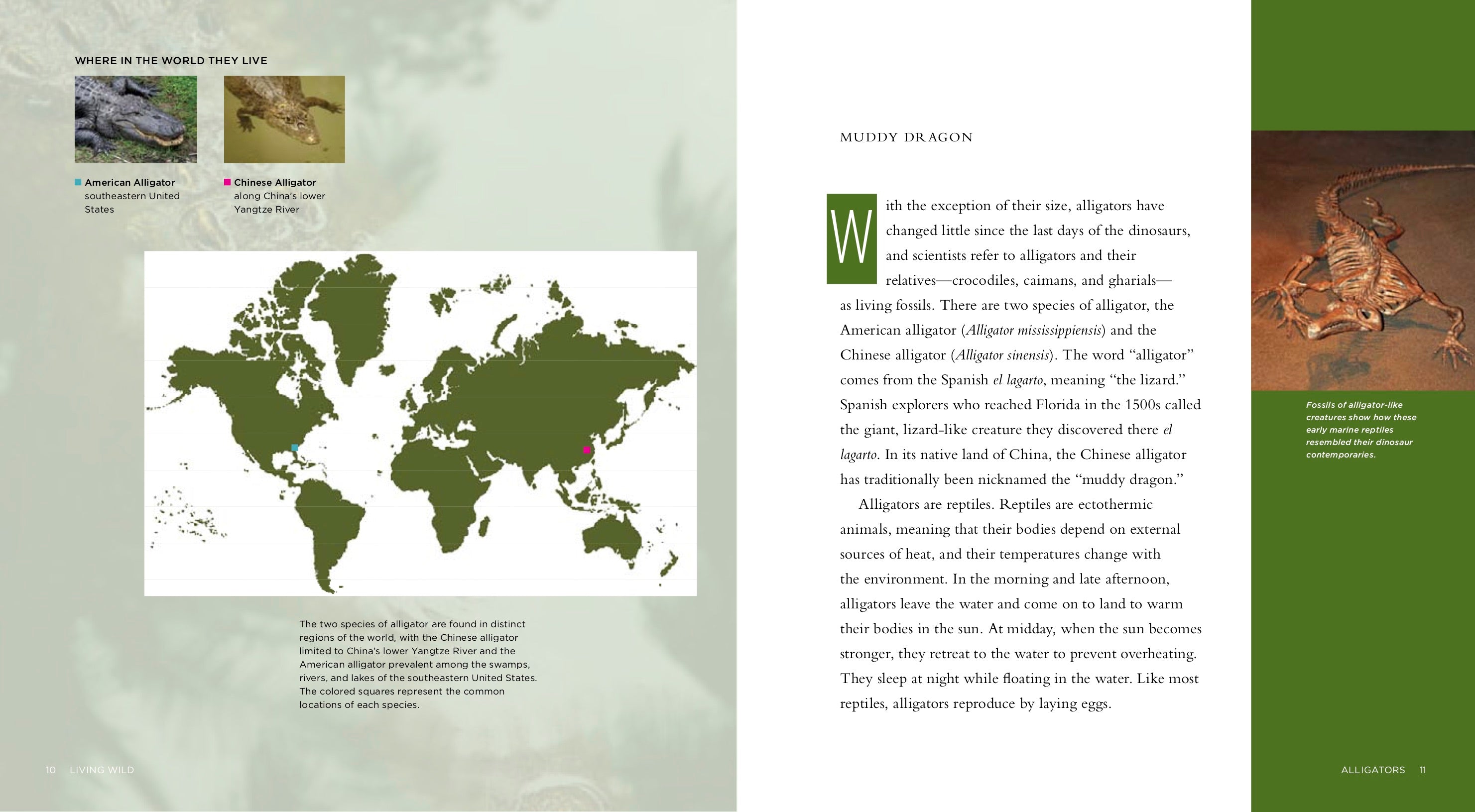 Alligators Book - ISBN 978-1-58341-967-0 | Wildlife Education & Nature Exploration for Kids & Adults
