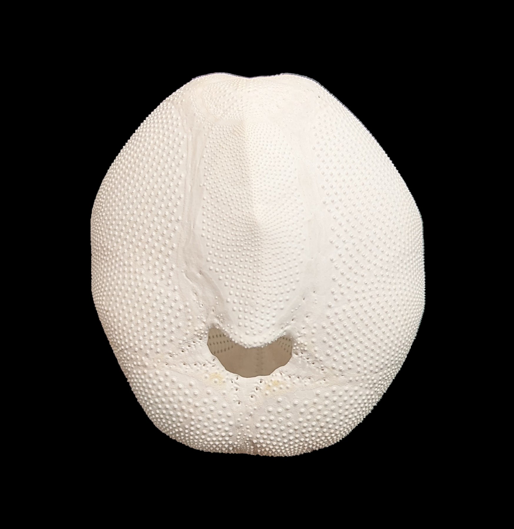 Pink Sea Gopher Urchin - Unique Marine Decor for Aquariums & Beach Themed Home Decor | Perfect for Coastal Style Living Rooms, Office Desks, and Wedding Centerpieces