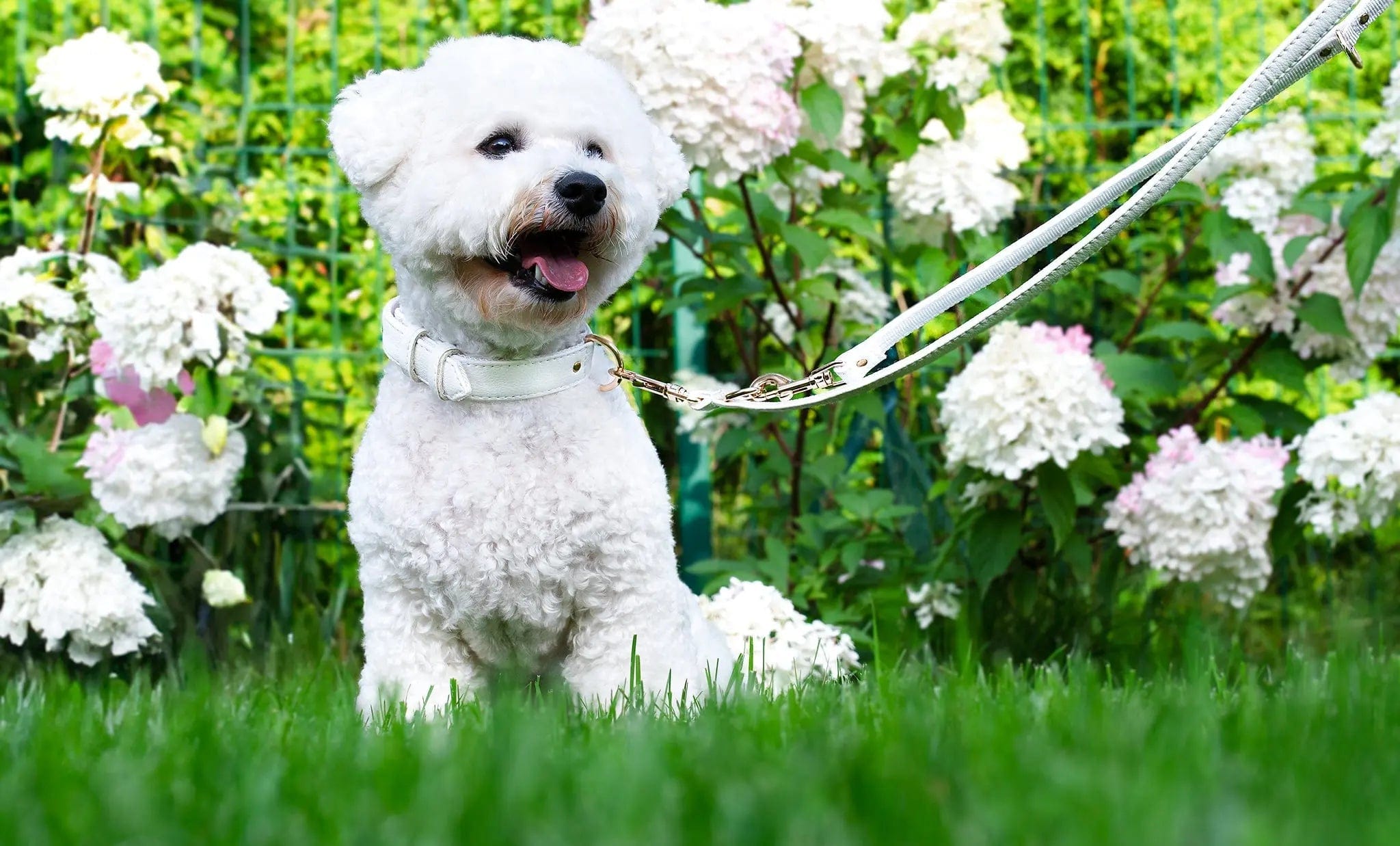 Vegan Leather Dog Collar - Eco-Friendly Piñatex® Material | White | Perfect for Daily Walks, Training & Fashion Accessories