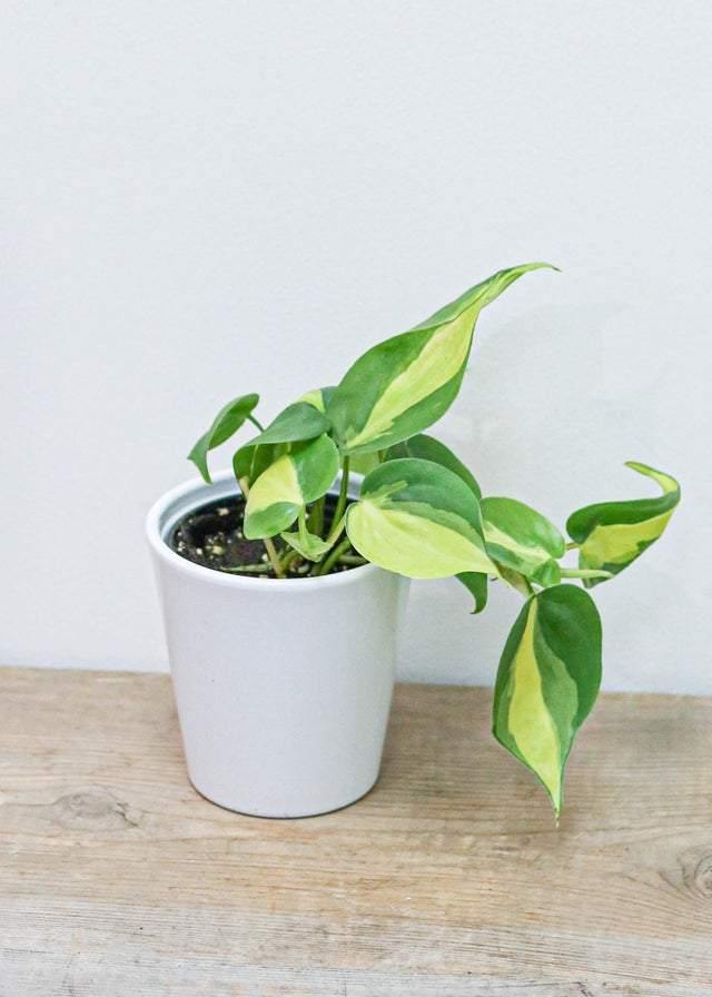 Philodendron 4 - Premium Indoor House Plant for Home & Office Decor | Perfect for Living Rooms, Bedrooms, and Workspaces